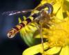 Sphaerophoria scripta